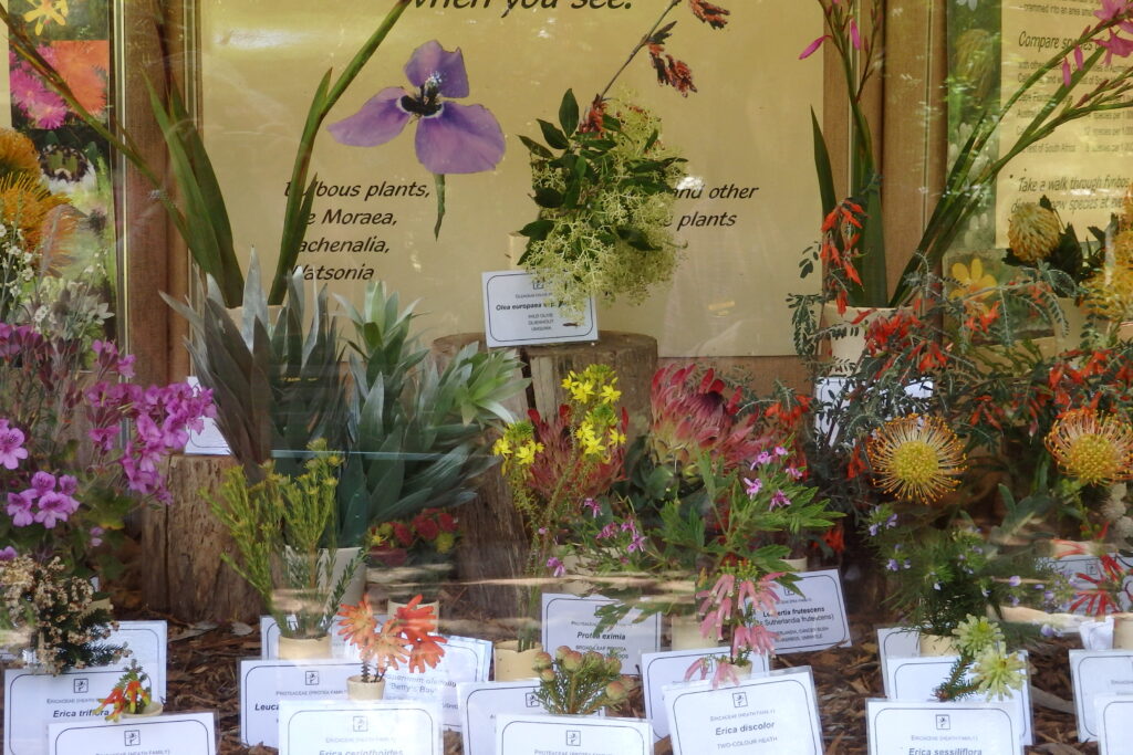 南アフリカの植物園の見ごろの花の見本展示、ピンクッション、エリカ、プロテアなど