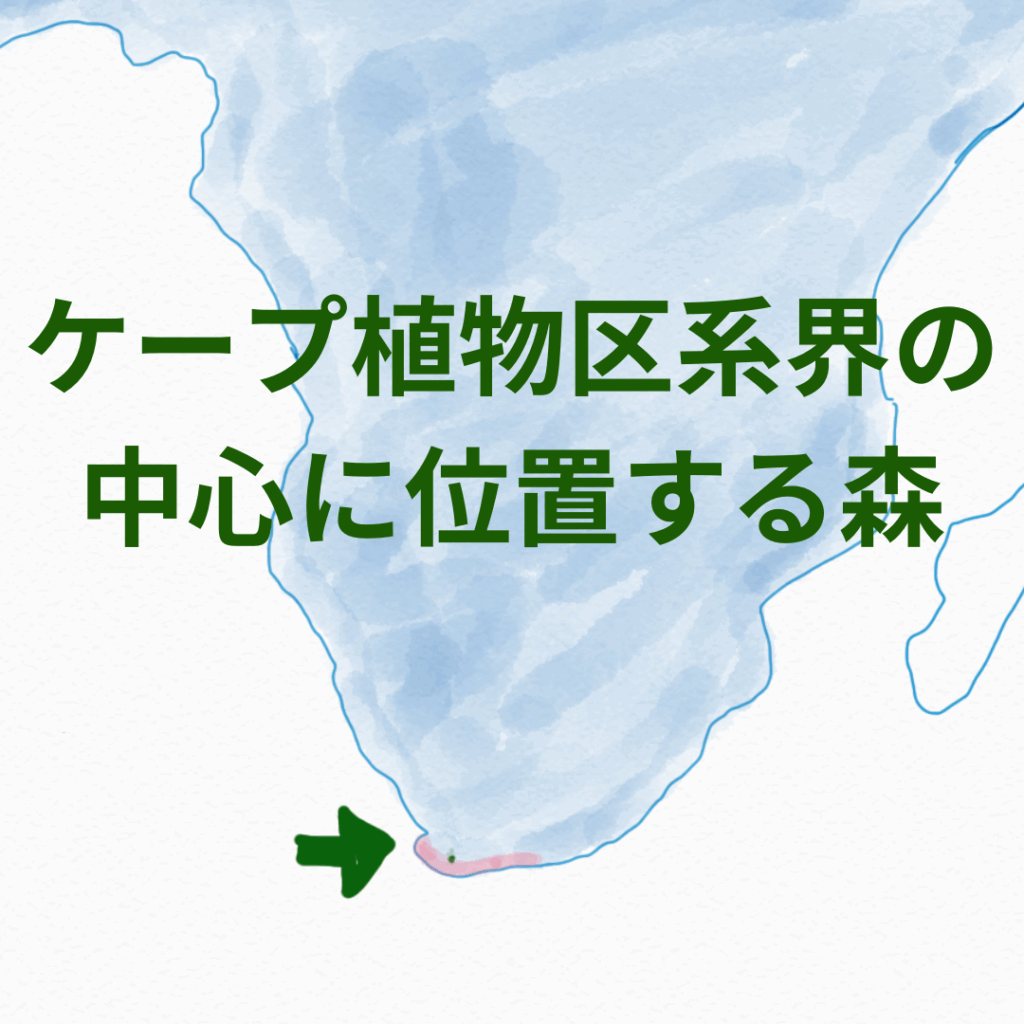 ケープ植物区系界の中心に位置するプラットボス森林