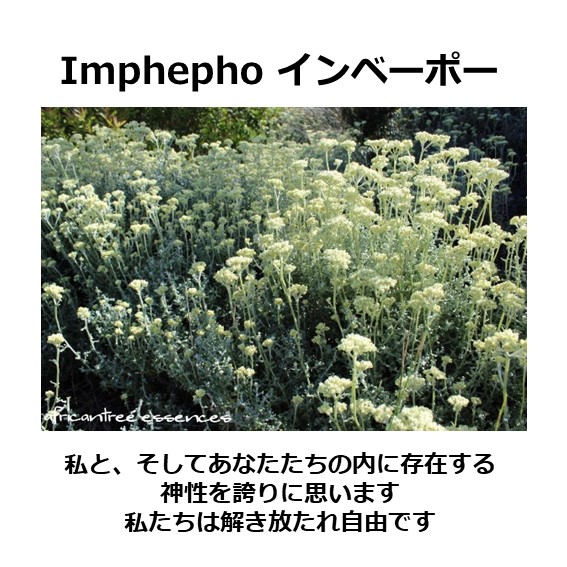 アフリカンツリー大地のエレメントミスト、インベーポーのアファメーション、わたしと、そしてあなたたちの内に存在する神聖を誇りに思います。私たちは解き放たれ自由です