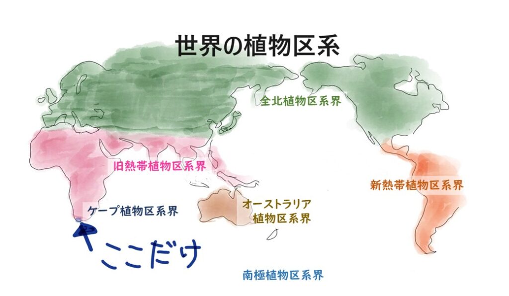 世界の植物区系の図。植物の植生エリアによって6つに分けられている。北米からヨーロッパにかけての全北植物区界(主にマツ科、ヤナギ科)、南米の新熱帯植物区界(主にサボテン科、パイナップル科)、アフリカ大陸やインド、東南アジア等は旧熱帯植物区系界(主にコショウ科、ヤシ科)、オーストラリア植物区系界(主にアカシア属、ユーカリ属)、アフリカ大陸の南端がケープ植物区系界(主にエリカ属、アロエ属)と南極植物区系界がある。日本は全北植物区界