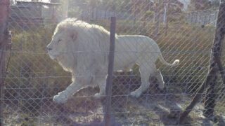 南アフリカのホワイトライオン、アフリカンツリー、火のエレメント、ライオンスターゲートミスティカルミスト