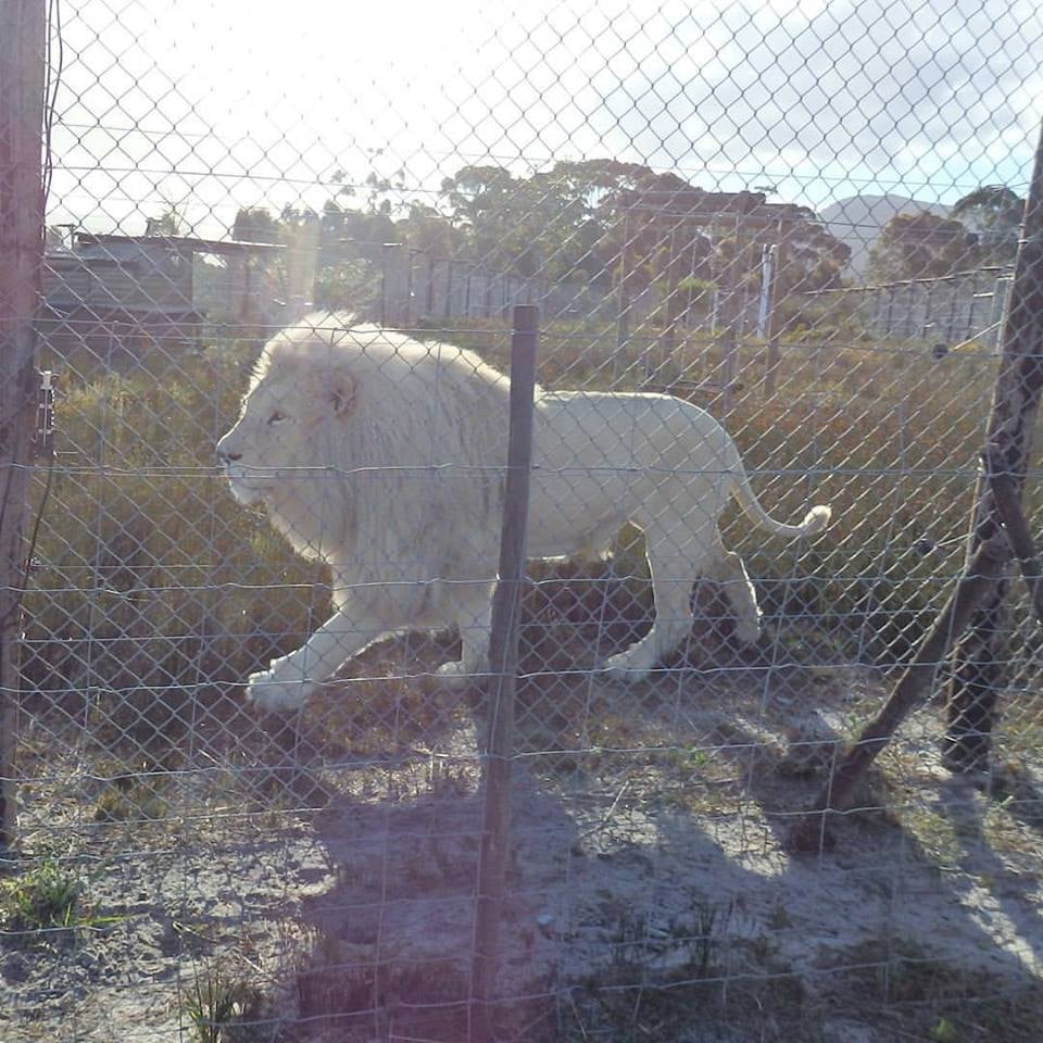 南アフリカのホワイトライオン、アフリカンツリー、火のエレメント、ライオンスターゲートミスティカルミスト