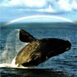 クジラが飛んでいるところ