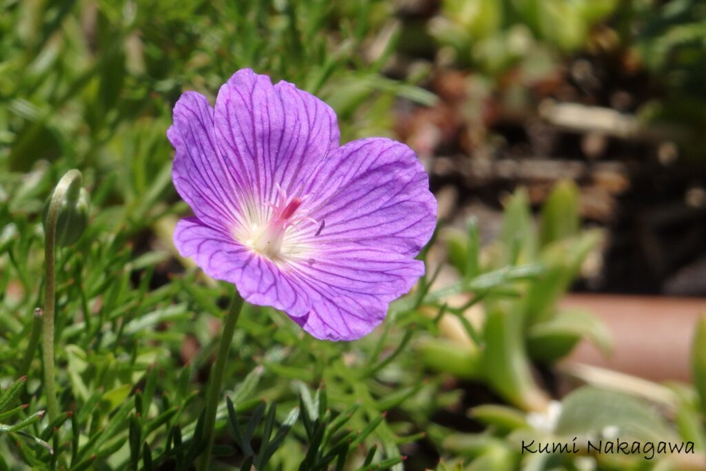 ゼラニウム geraniumの花
