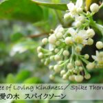 アフリカンツリー太古の森のミスト慈愛の木スパイクソーンの花