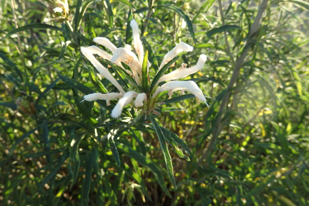 南アフリカでライオンズイヤーと呼ばれる植物。通常はオレンジ色だがこの花は珍しいホワイトライオンのような色をしている。