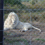 南アフリカのホワイトライオン