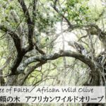 南アフリカ太古の森のフラワーエッセンス、アフリカンツリー太古の森のミスト、信頼の木アフリカンワイルドオリーブ