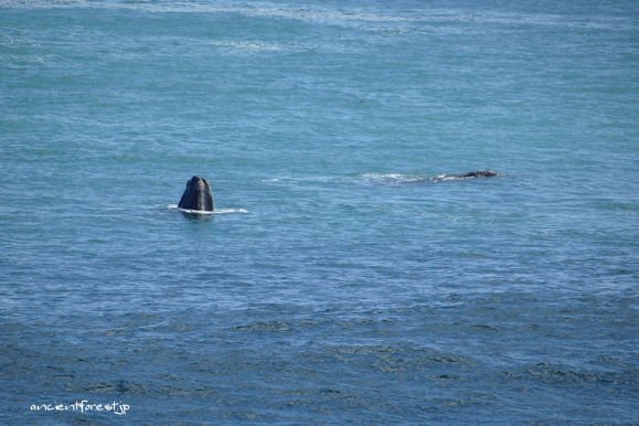 南アフリカの海岸でクジラの親子が見える
