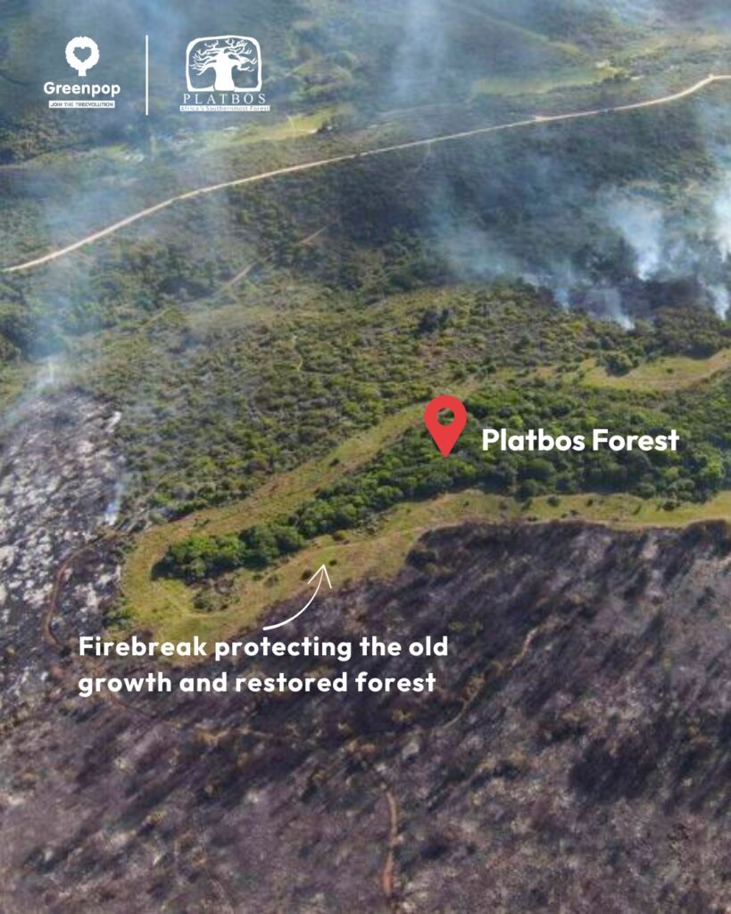 南アフリカ太古の森プラットボスが防火帯で守られている様子が分かる空中写真