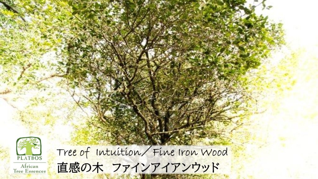 南アフリカ太古の森のフラワーエッセンス、アフリカンツリー太古の森のミスト、直感の木ファインアイアンウッド