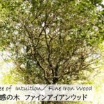 南アフリカ太古の森のフラワーエッセンス、アフリカンツリー太古の森のミスト、直感の木ファインアイアンウッド