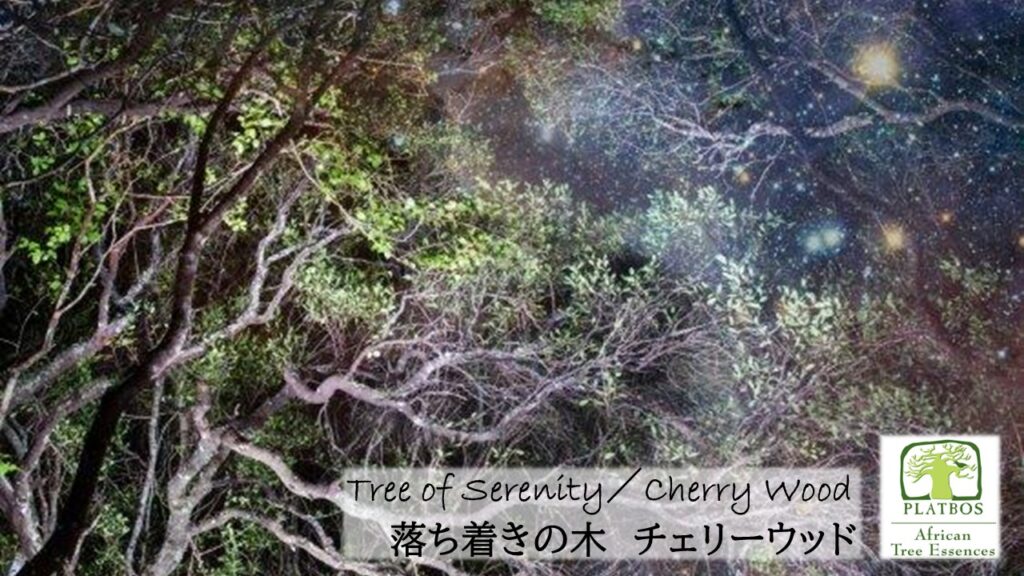 南アフリカ太古の森のフラワーエッセンス、アフリカンツリー太古の森のミスト、落ち着きの木チェリーウッド