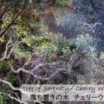 南アフリカ太古の森のフラワーエッセンス、アフリカンツリー太古の森のミスト、落ち着きの木チェリーウッド