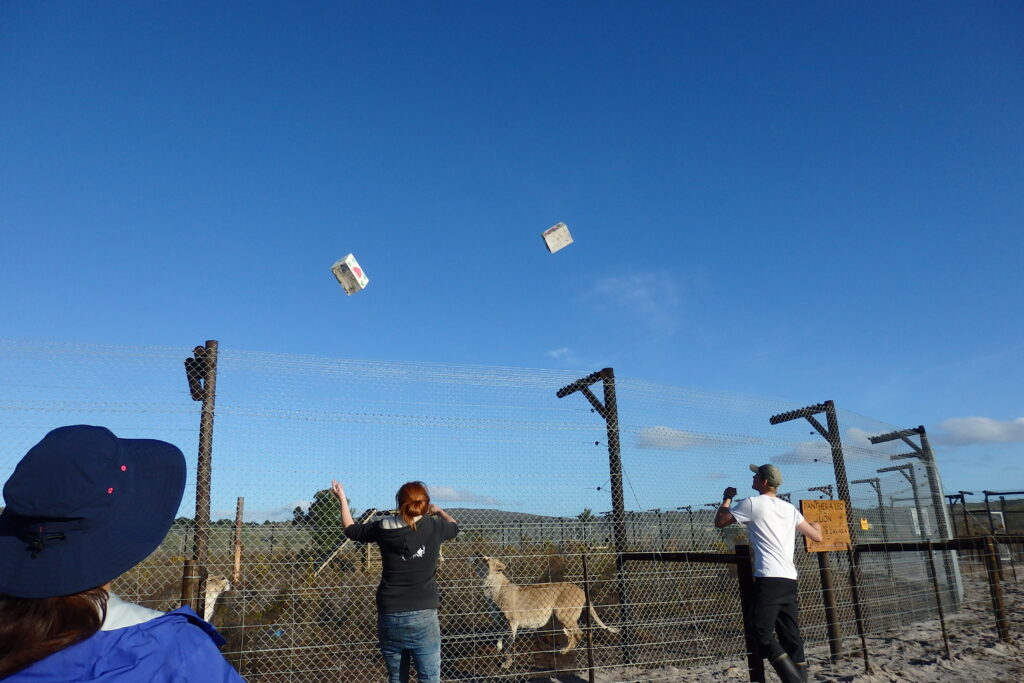 においの付いた箱などを動物に与えるエンリッチメント