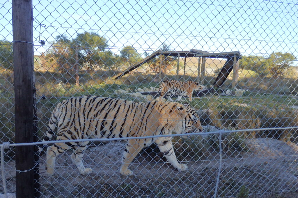 南アフリカの大型ネコ科動物保護施設パンセラアフリカのトラ