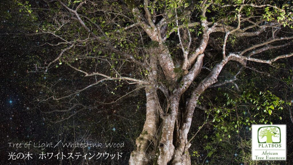 南アフリカ太古の森のフラワーエッセンス、アフリカンツリー太古の森のミスト、光の木ホワイトスティンクウッド